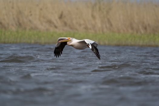 Great White Pelicans (Pelecanus onocrotalus) In The Danube Delta Wildlife Reserve