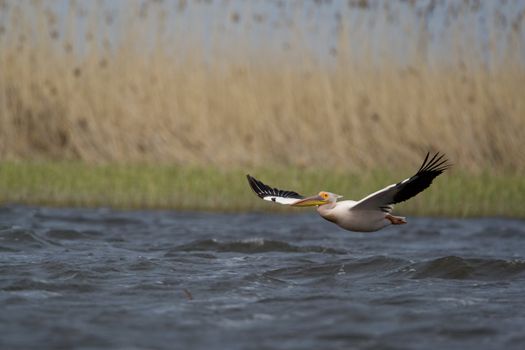 Great White Pelicans (Pelecanus onocrotalus) In The Danube Delta Wildlife Reserve