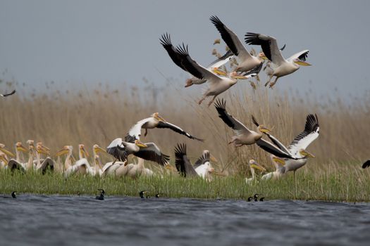 Great White Pelicans (Pelecanus onocrotalus) In The Danube Delta Wildlife Reserve