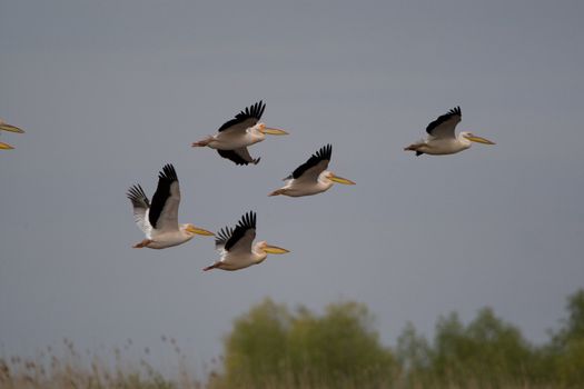 Great White Pelicans (Pelecanus onocrotalus) In The Danube Delta Wildlife Reserve