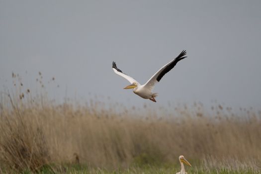 Great White Pelicans (Pelecanus onocrotalus) In The Danube Delta Wildlife Reserve