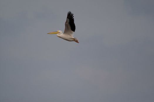 Great White Pelicans (Pelecanus onocrotalus) In The Danube Delta Wildlife Reserve