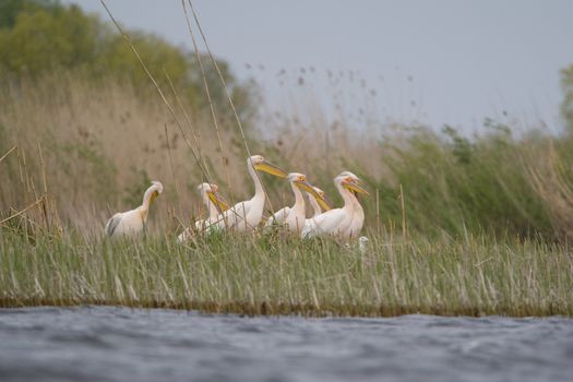 Great White Pelicans (Pelecanus onocrotalus) In The Danube Delta Wildlife Reserve