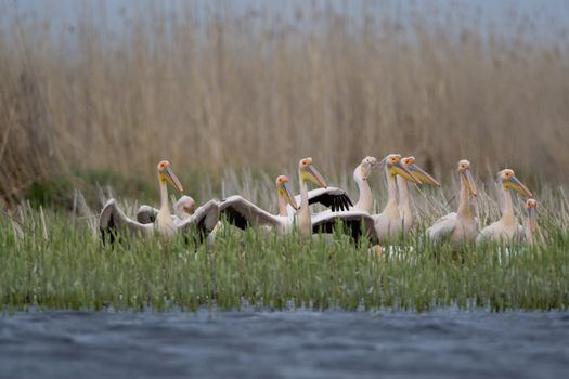 Great White Pelicans (Pelecanus onocrotalus) In The Danube Delta Wildlife Reserve