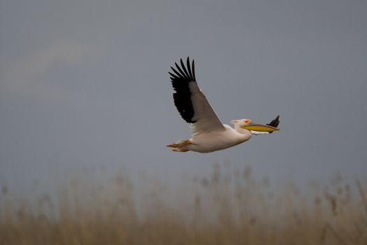 Great White Pelicans (Pelecanus onocrotalus) In The Danube Delta Wildlife Reserve