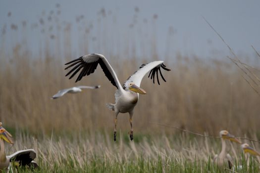 Great White Pelicans (Pelecanus onocrotalus) In The Danube Delta Wildlife Reserve