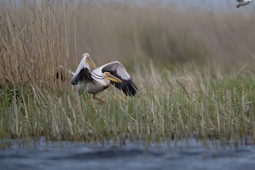 Great White Pelicans (Pelecanus onocrotalus) In The Danube Delta Wildlife Reserve