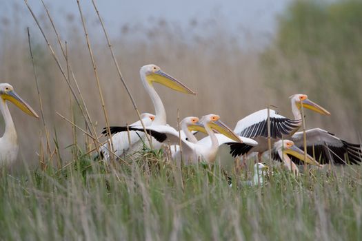 Great White Pelicans (Pelecanus onocrotalus) In The Danube Delta Wildlife Reserve