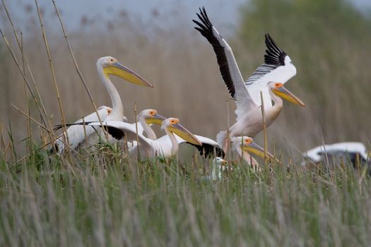 Great White Pelicans (Pelecanus onocrotalus) In The Danube Delta Wildlife Reserve