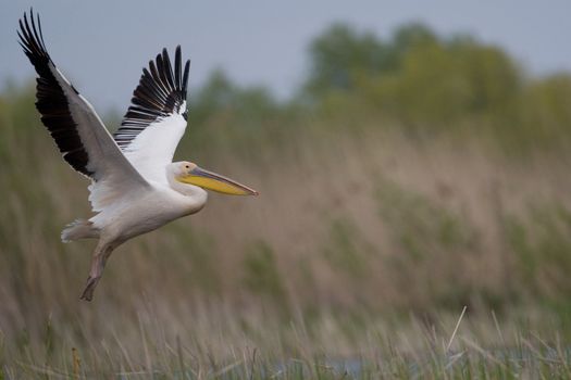 Great White Pelicans (Pelecanus onocrotalus) In The Danube Delta Wildlife Reserve