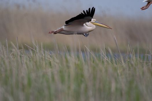 Great White Pelicans (Pelecanus onocrotalus) In The Danube Delta Wildlife Reserve