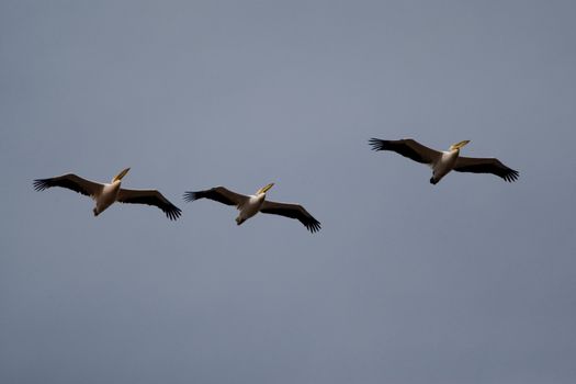 Great White Pelicans (Pelecanus onocrotalus) In The Danube Delta Wildlife Reserve