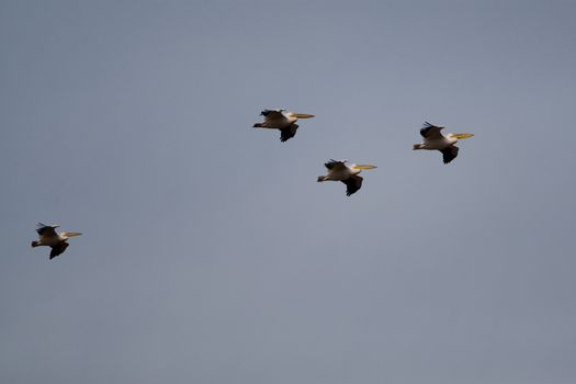 Great White Pelicans (Pelecanus onocrotalus) In The Danube Delta Wildlife Reserve