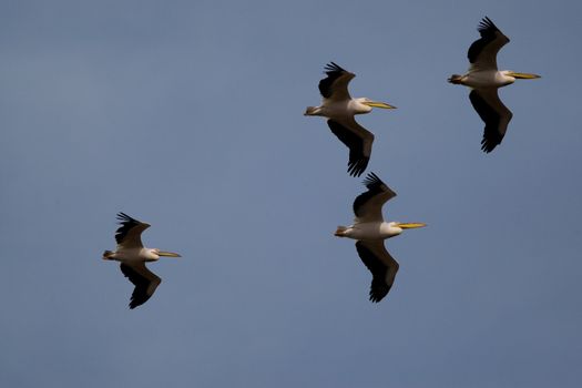 Great White Pelicans (Pelecanus onocrotalus) In The Danube Delta Wildlife Reserve