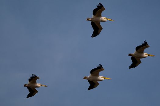 Great White Pelicans (Pelecanus onocrotalus) In The Danube Delta Wildlife Reserve