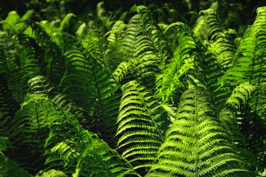 Numerous of green fern fronds in forest