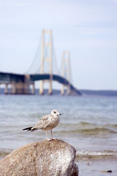 Seagull in front of the machinaw bridge in northern michigan focus on the bird
