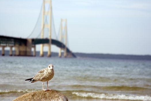 Seagull in front of the machinaw bridge in northern michigan focus on the bird