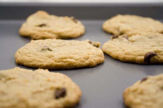 cookie sheet of chocolate chip cookies fresh out of the oven