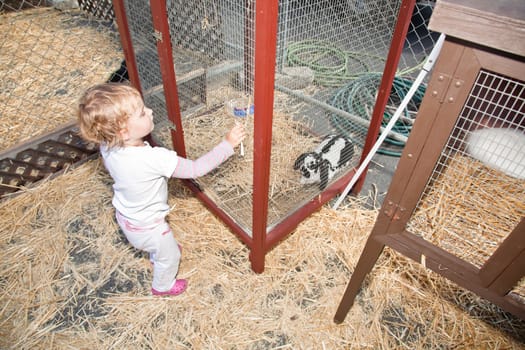 Cute little European toddler girl having fun on pumpkin patch.