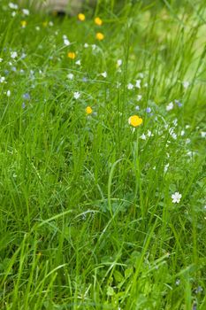 A meadow is a field vegetated primarily by grass and other non-woody plants (grassland).