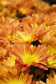 close up of orange and yellow daisies fills the frame front flowers in focus