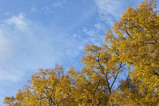 An image of a nice autumn leaf background