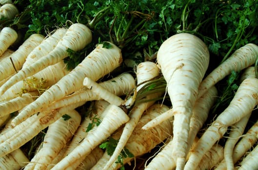 a bunch of organic parsley