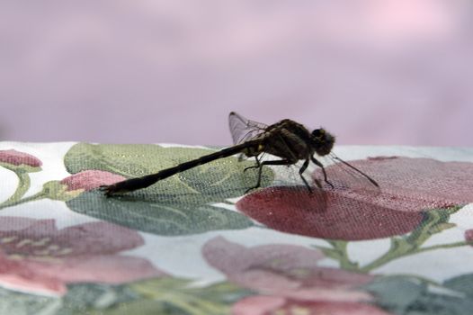 Dragonfly close up