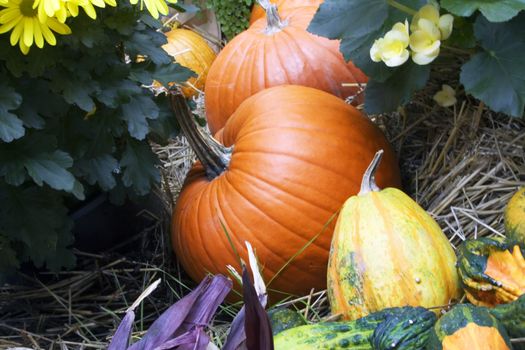 Fall harvest gourds nice thanksgiving picture