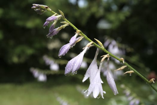 purple flowers close up with water drops
