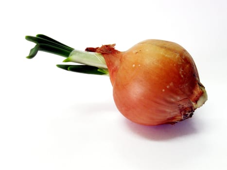 single onion at the white background