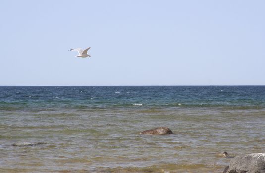 Seagull flying over lake Michigan in Petoskey a city in northern Michigan