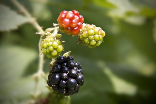 A luscious blackberry nice and ripe and ready to eat