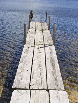 long dock with bird droppings and owl decoy