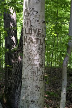 I Love blank or blank or blank carved into a tree in a park in Detroit Michigan