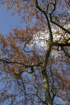 Lovely copper coloured leaves on a beech tree against a blue Spring Sky