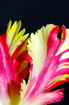 red and yellow tulips petals on the black background