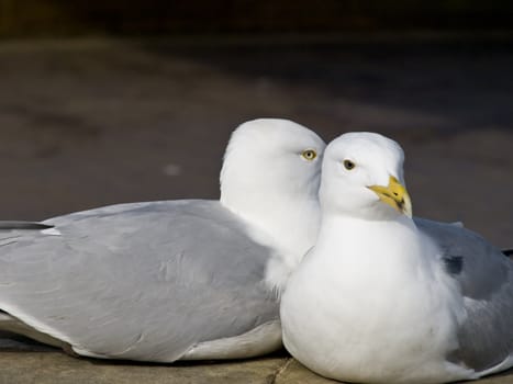 A pair of seagulls snuggled up to each other