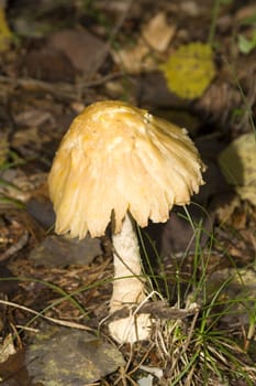 Macro shot of a wild mushroom in Michigan