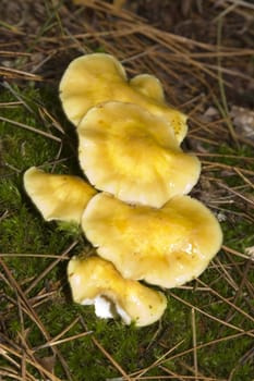 Macro shot of a wild mushroom in Michigan