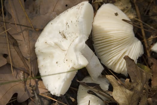 Macro shot of a wild mushroom in Michigan