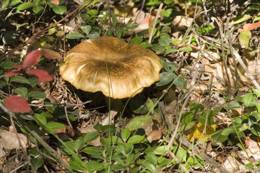 Macro shot of a wild mushroom in Michigan