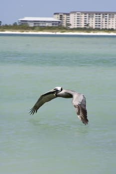 Large pelican on the coast in Florida