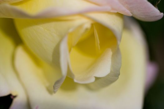 soft focus close up of a yellow rose background