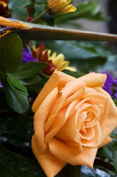 Close up of peach roses some small flowers