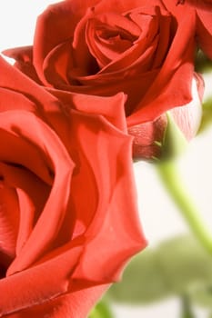Two red roses close up with background blurred