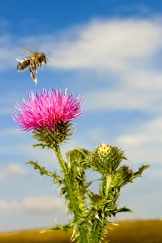 A bee flew over the thistle flower on the blue sky background