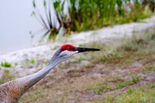 close up of a sandhill crane ( grus canadensis) shot in Florida