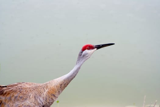 close up of a sandhill crane ( grus canadensis) shot in Florida